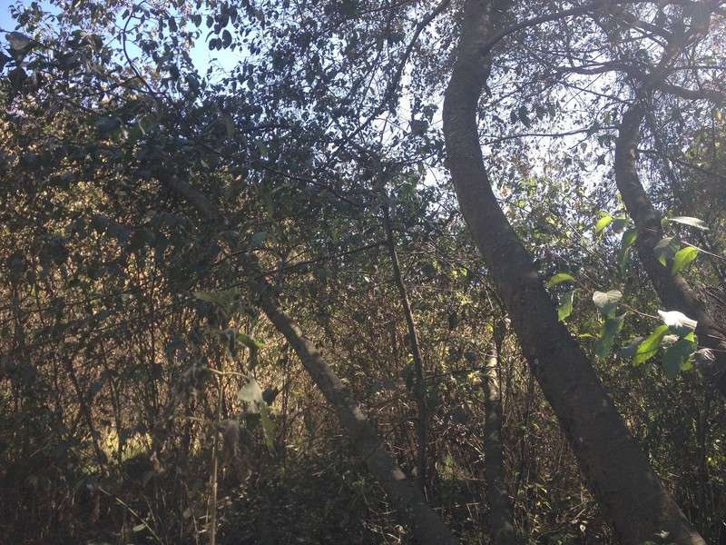 Alnus acuminata subsp. glabrata photo 5