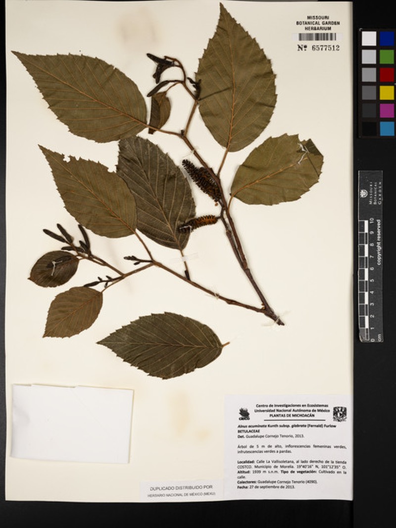 Alnus acuminata subsp. glabrata photo 6