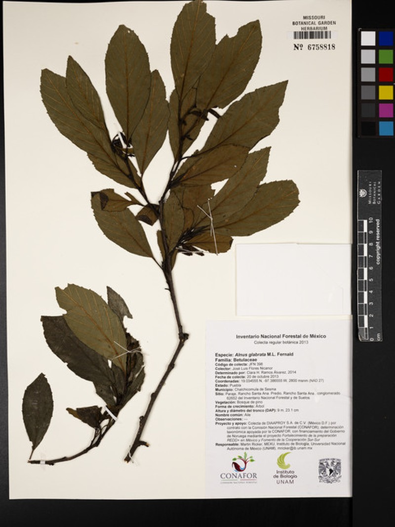 Alnus acuminata subsp. glabrata photo 7