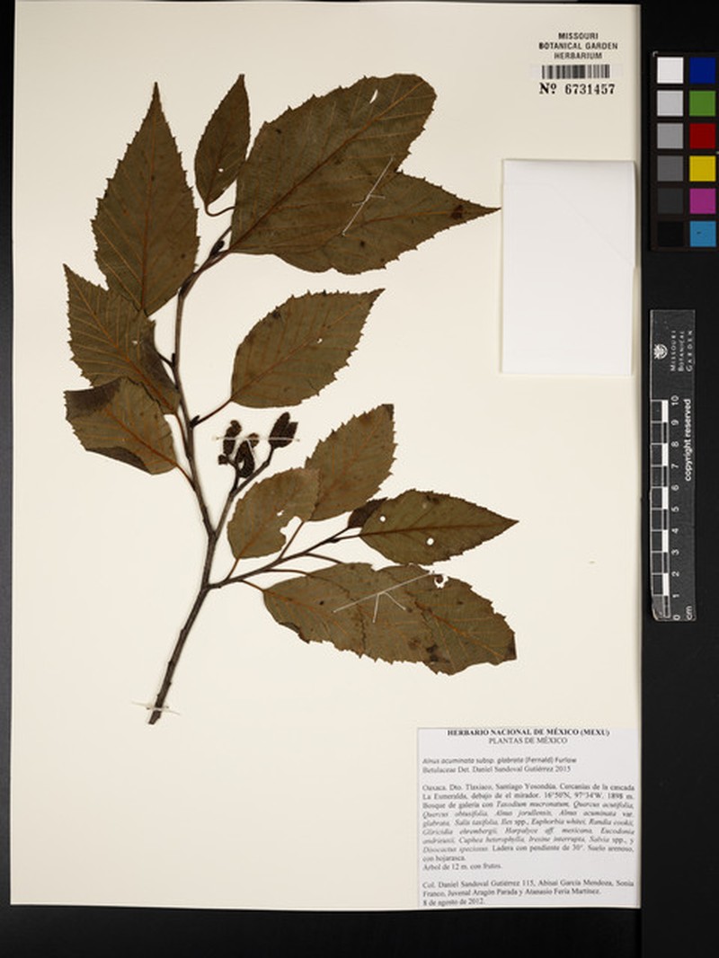 Alnus acuminata subsp. glabrata photo 8