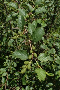 Alnus alnobetula