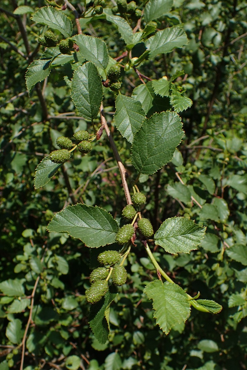 Alnus alnobetula