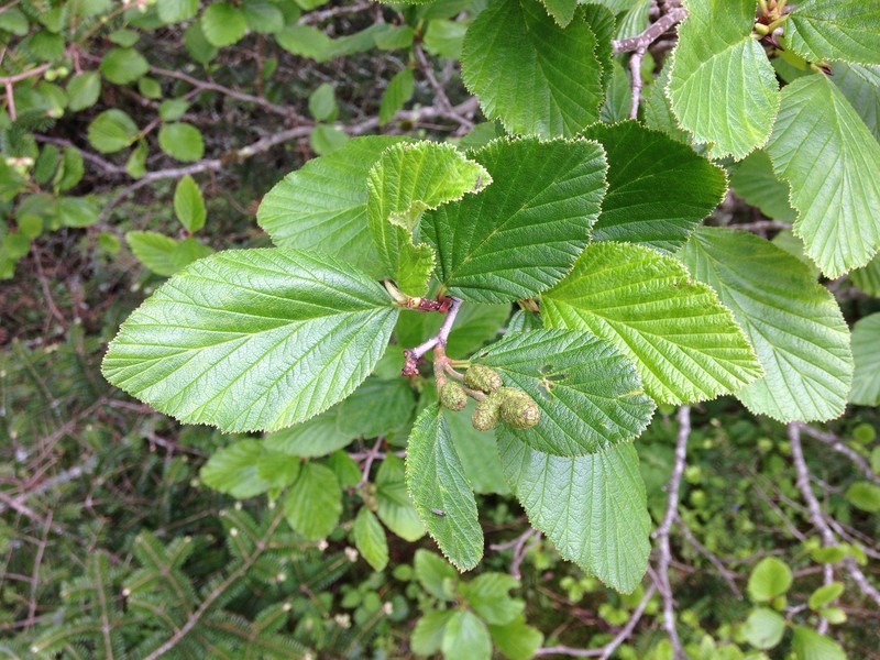 Alnus alnobetula photo 2