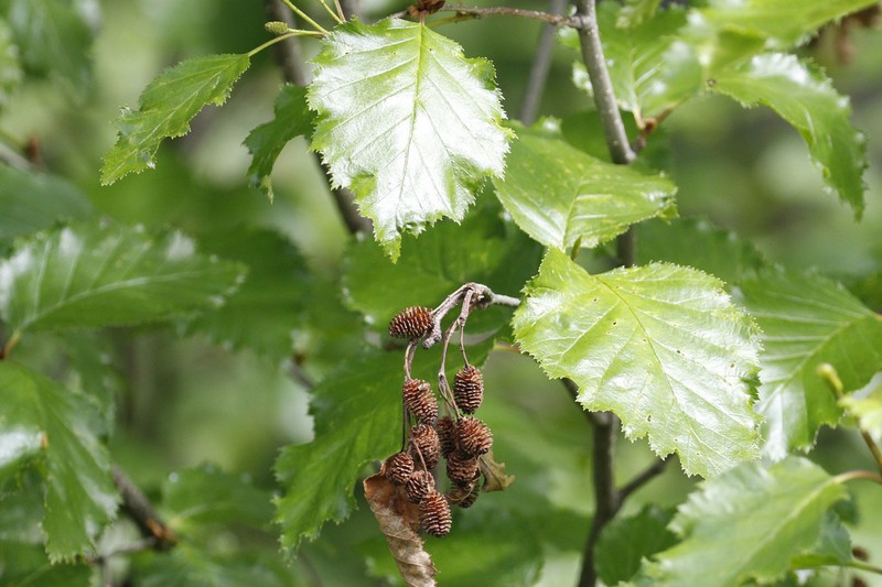 Alnus alnobetula photo 3