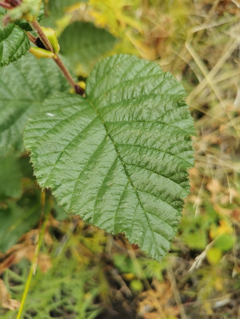 Alnus alnobetula photo 4