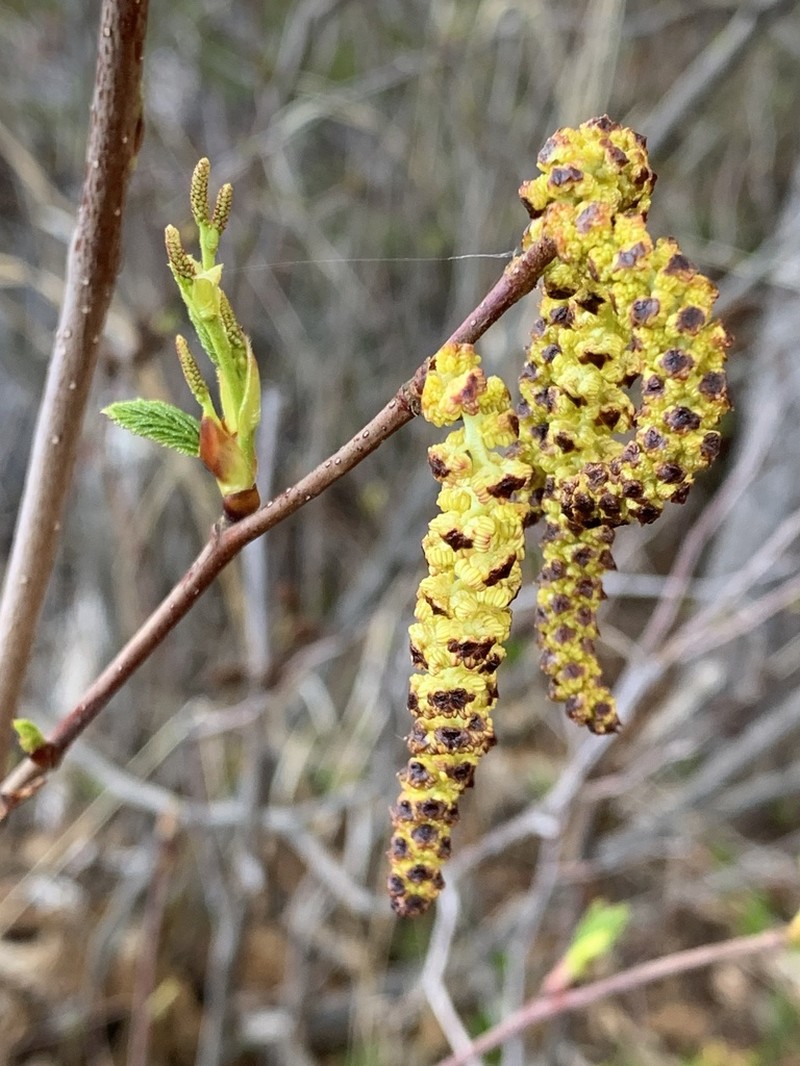 Alnus alnobetula photo 5