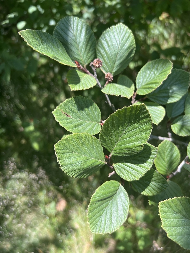 Alnus alnobetula photo 6