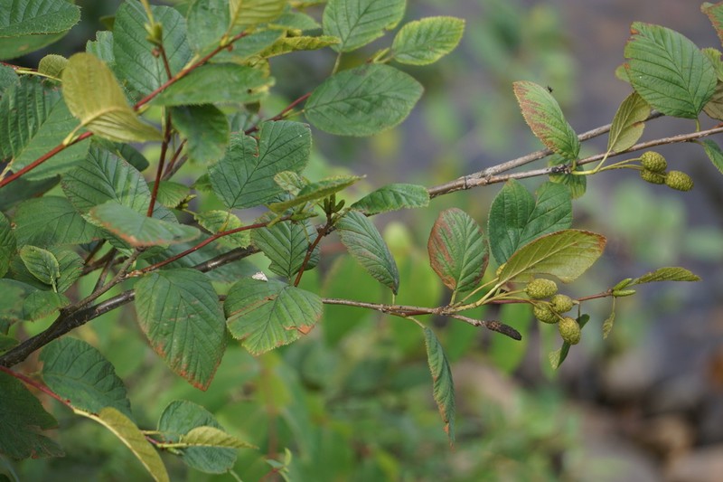 Alnus alnobetula photo 8