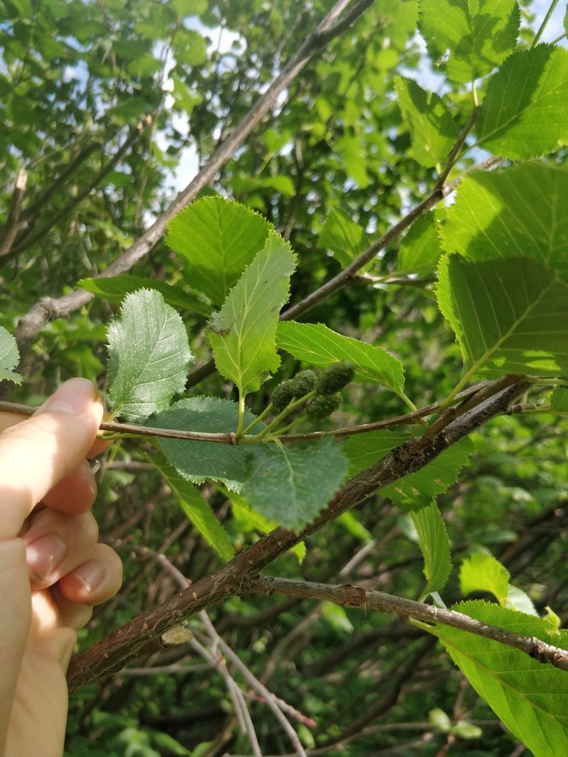 Alnus alnobetula subsp. alnobetula
