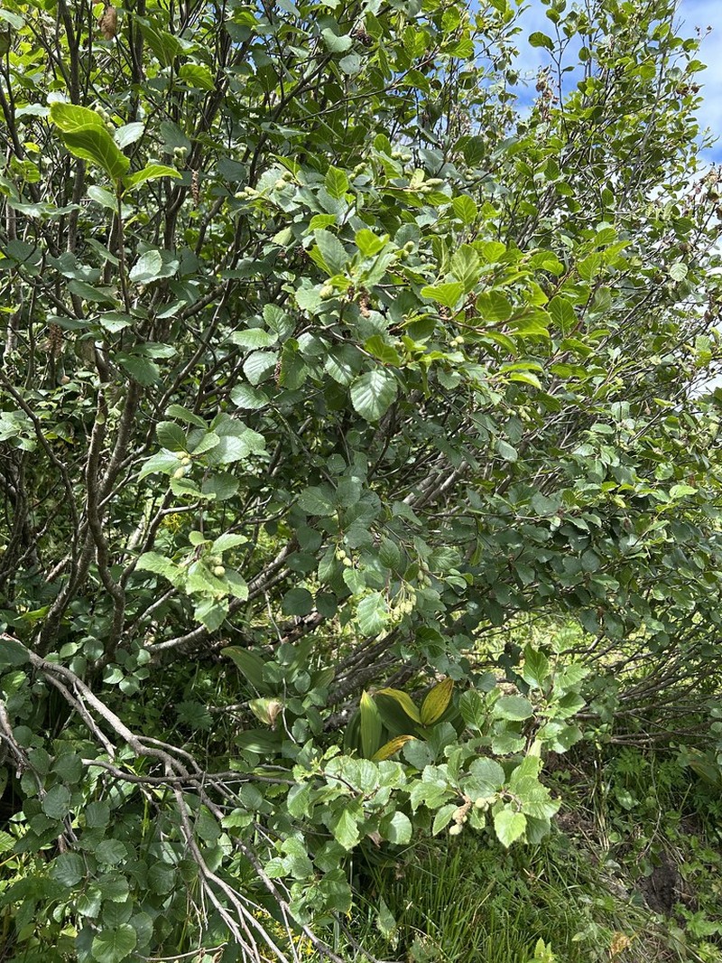 Alnus alnobetula subsp. alnobetula photo 2