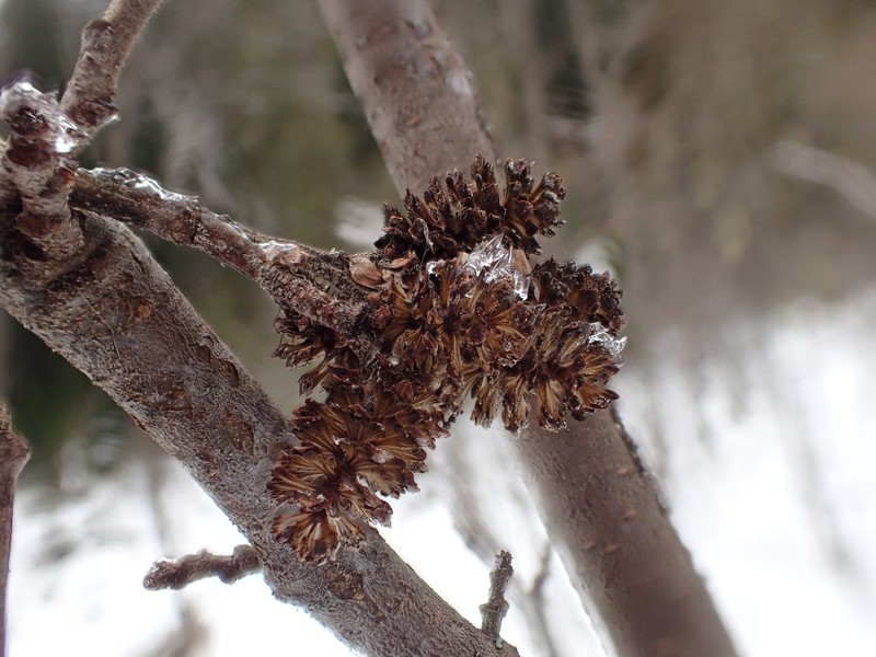 Alnus alnobetula subsp. crispa