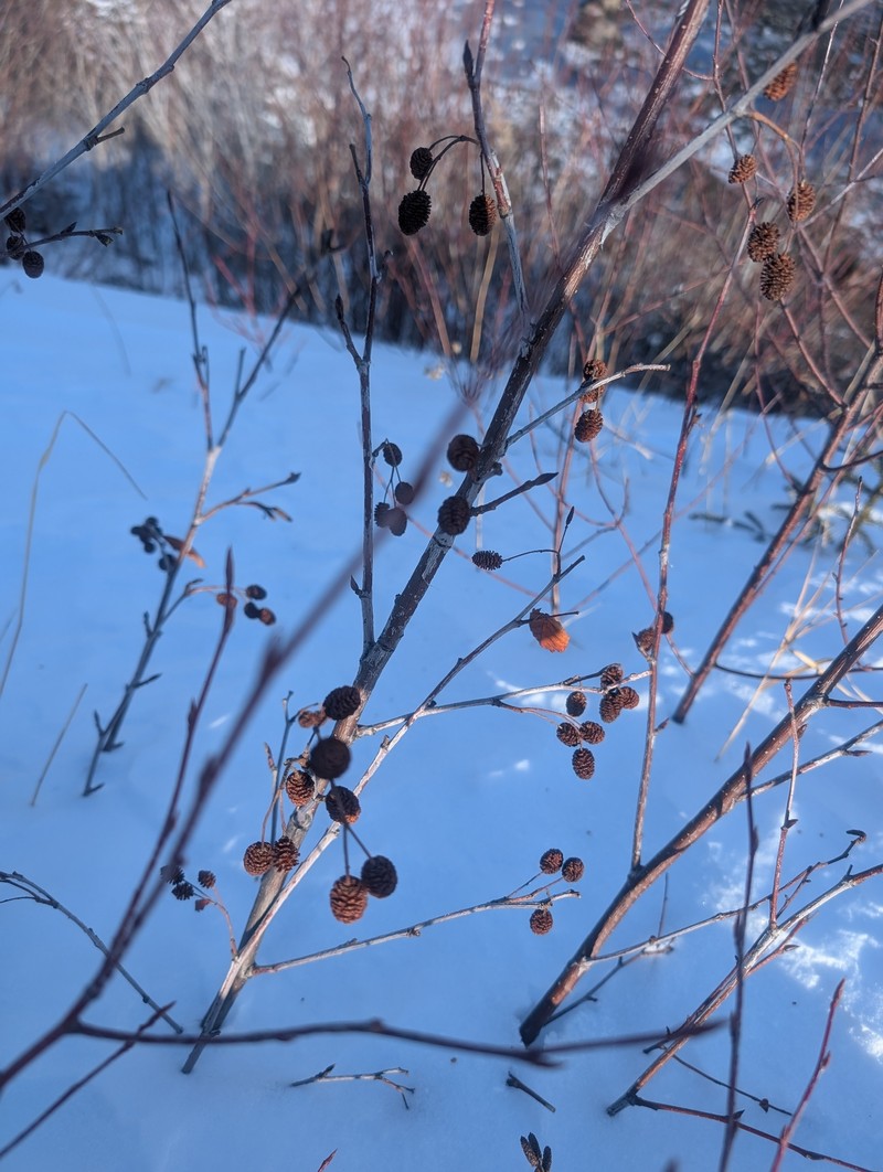 Alnus alnobetula subsp. crispa photo 2