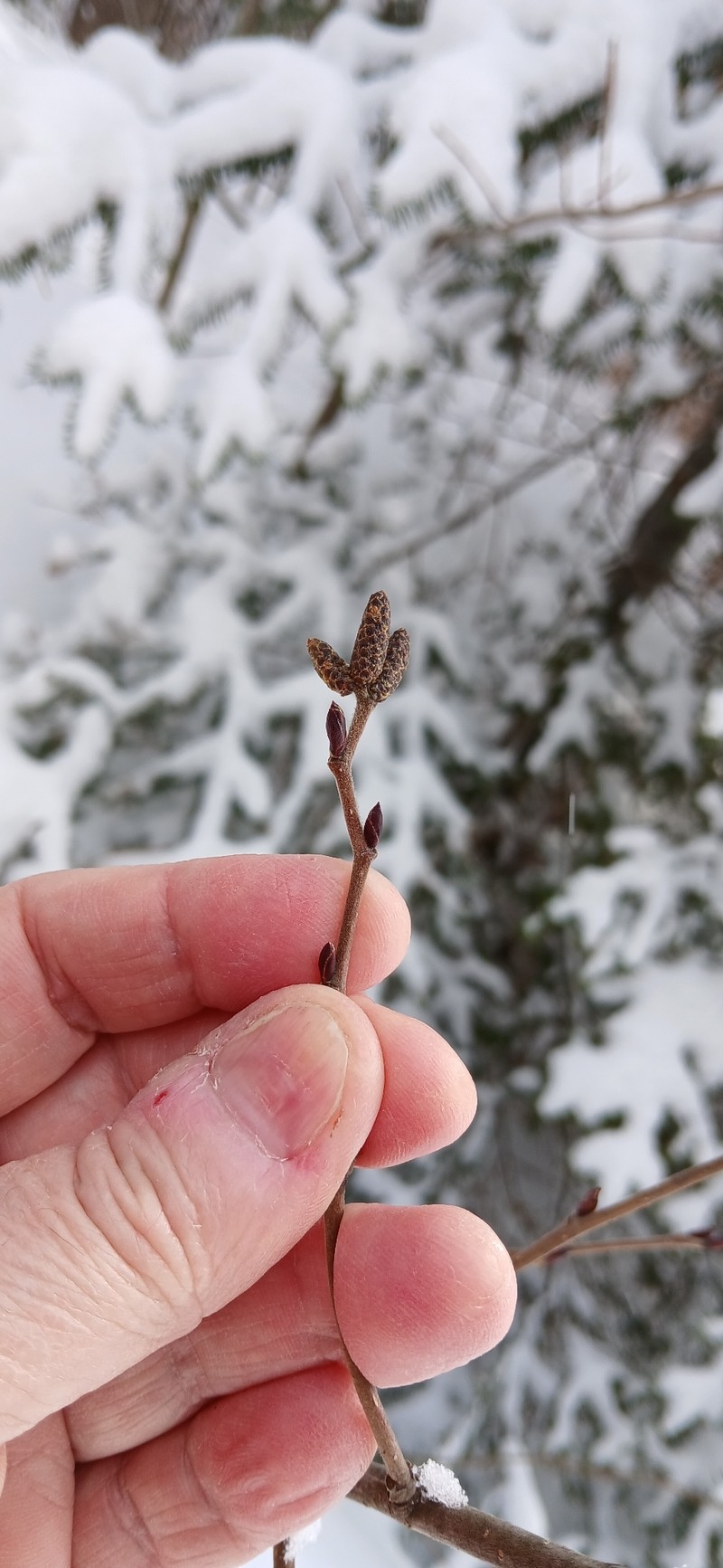 Alnus alnobetula subsp. crispa photo 3