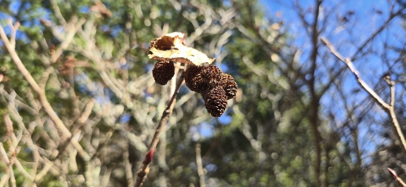 Alnus alnobetula subsp. crispa photo 4