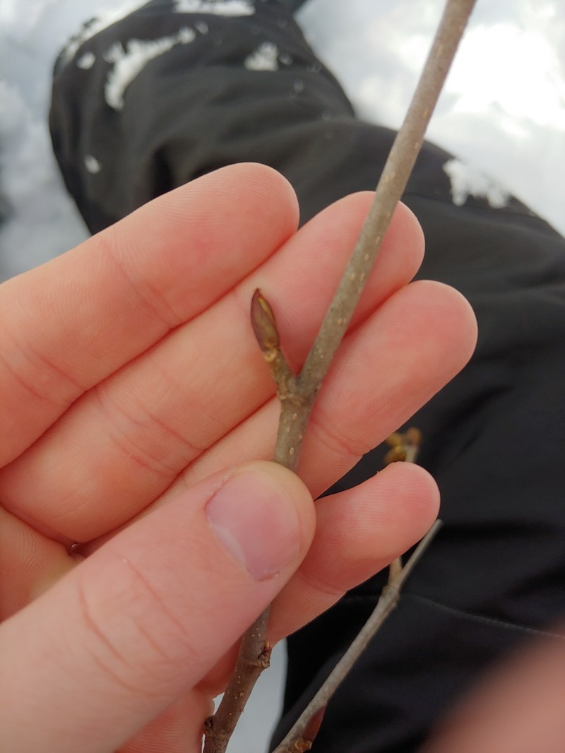 Alnus alnobetula subsp. crispa photo 5
