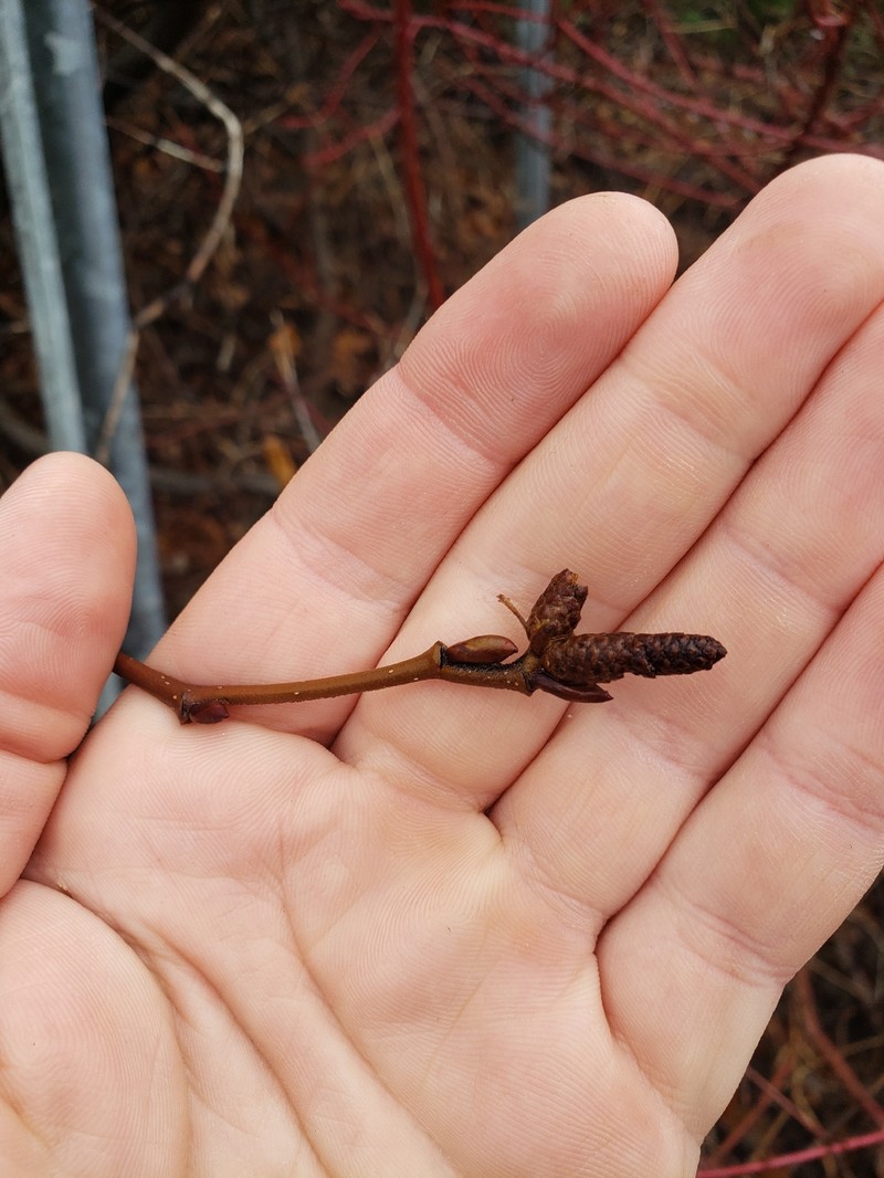 Alnus alnobetula subsp. crispa photo 6