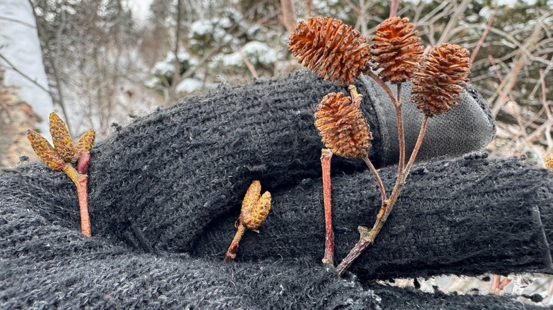 Alnus alnobetula subsp. crispa photo 7