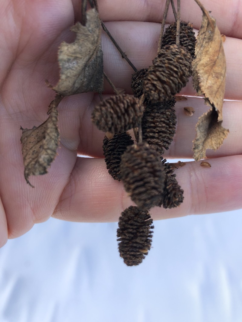 Alnus alnobetula subsp. crispa photo 8