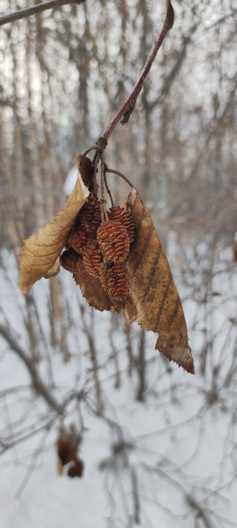 Alnus alnobetula subsp. fruticosa