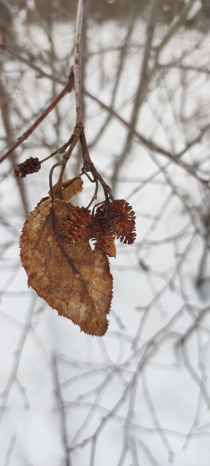 Alnus alnobetula subsp. fruticosa photo 2