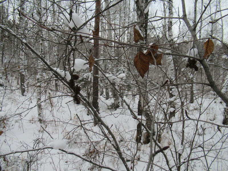 Alnus alnobetula subsp. fruticosa photo 3