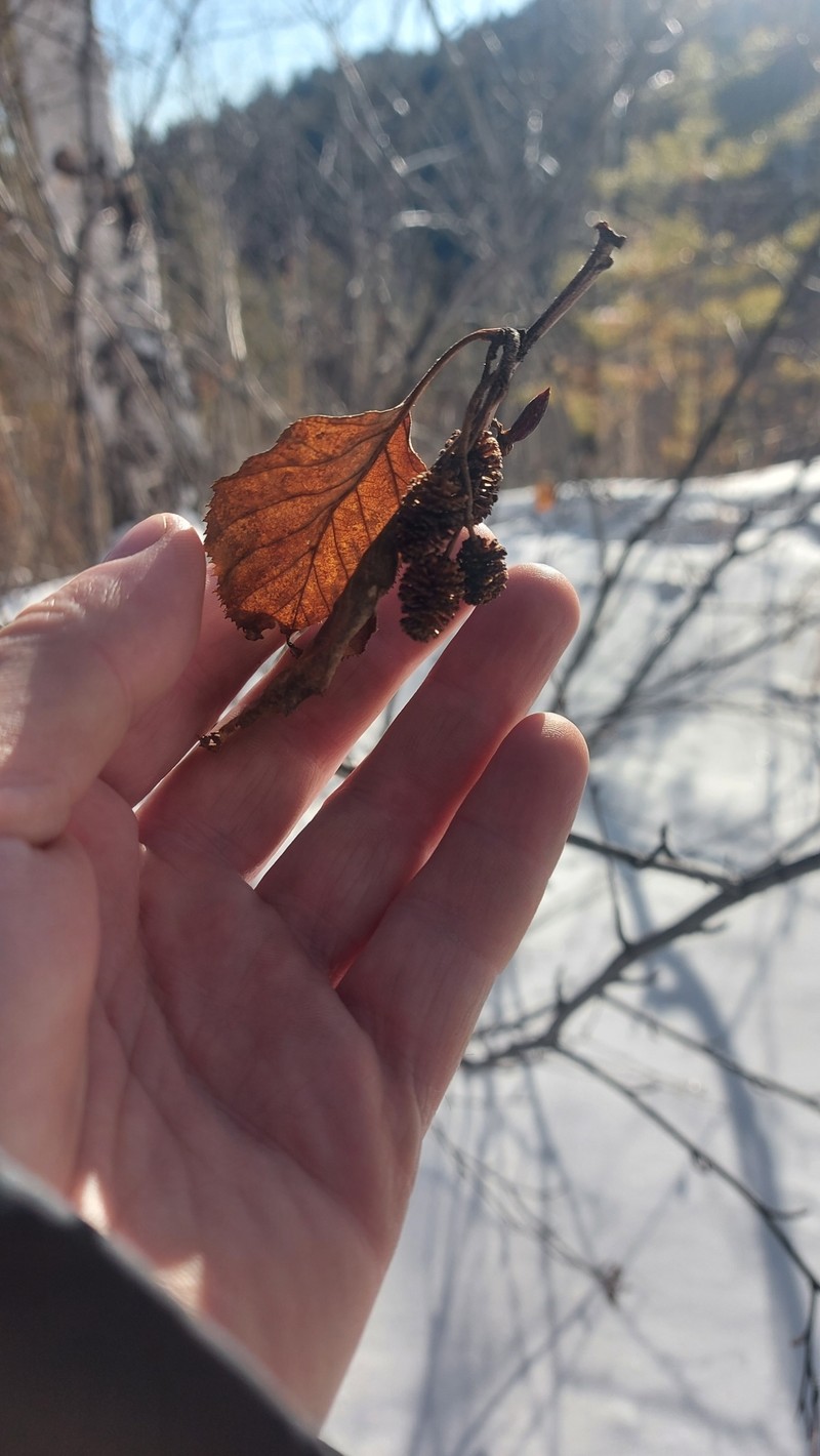 Alnus alnobetula subsp. fruticosa photo 4