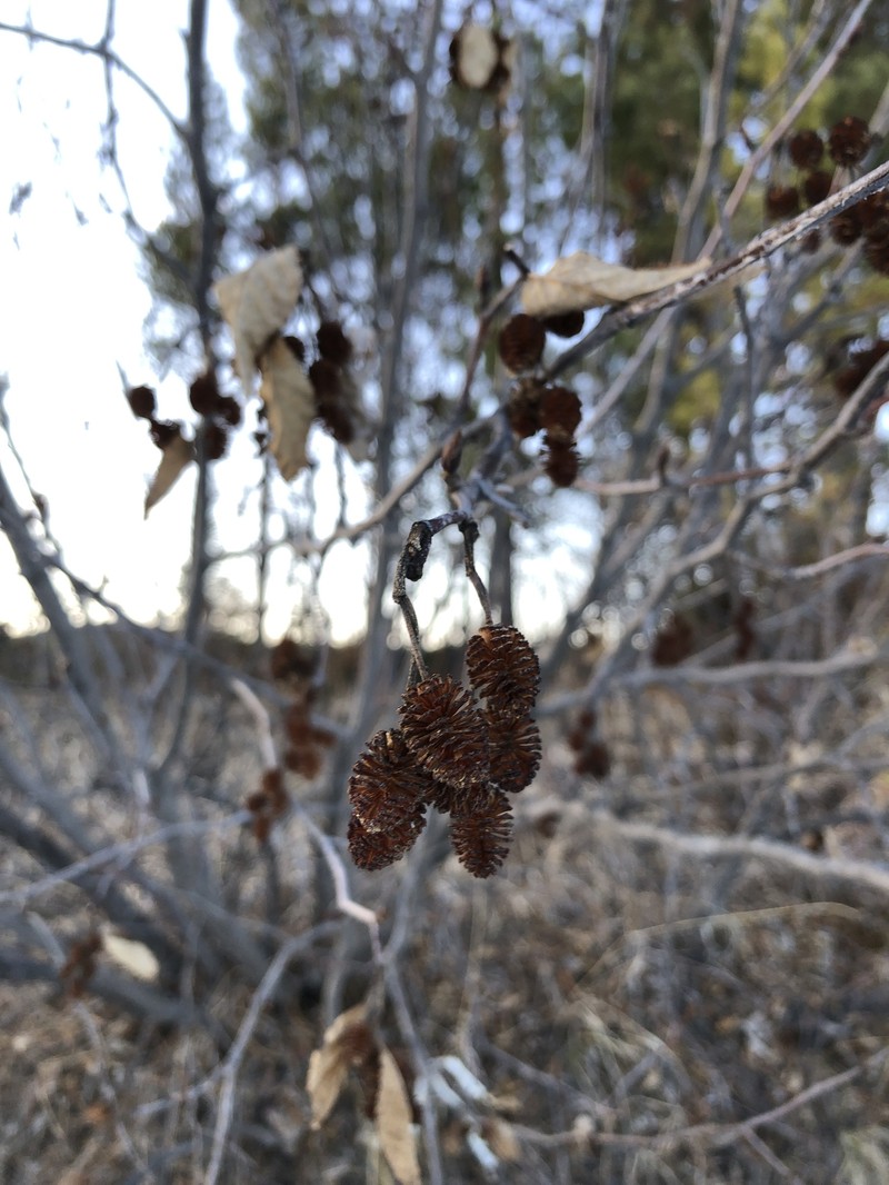 Alnus alnobetula subsp. fruticosa photo 5