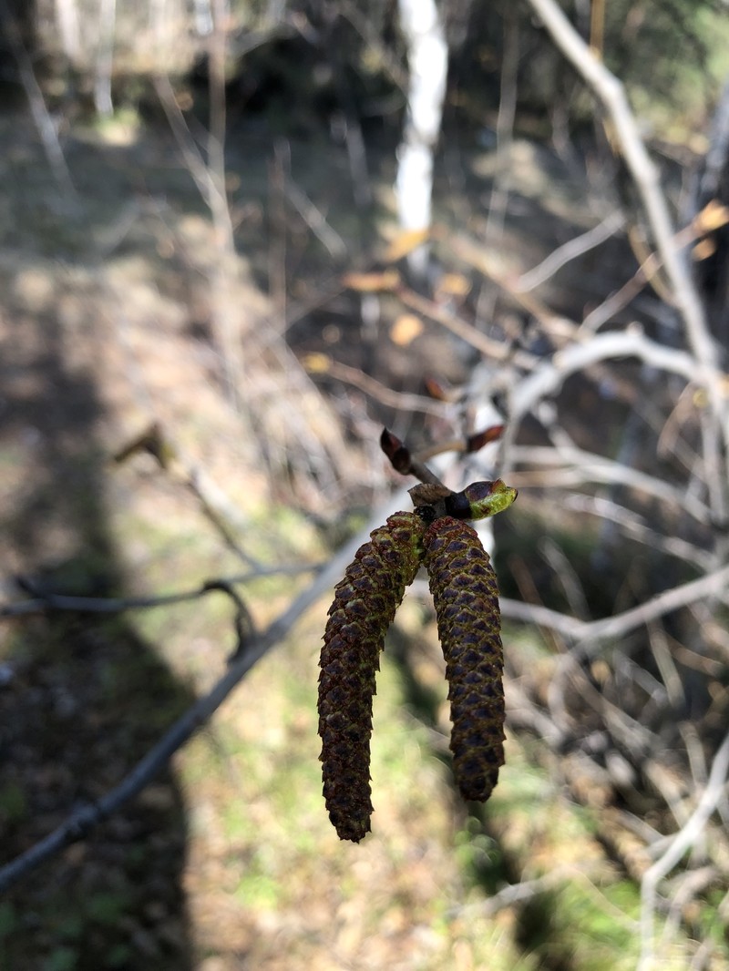 Alnus alnobetula subsp. fruticosa photo 6