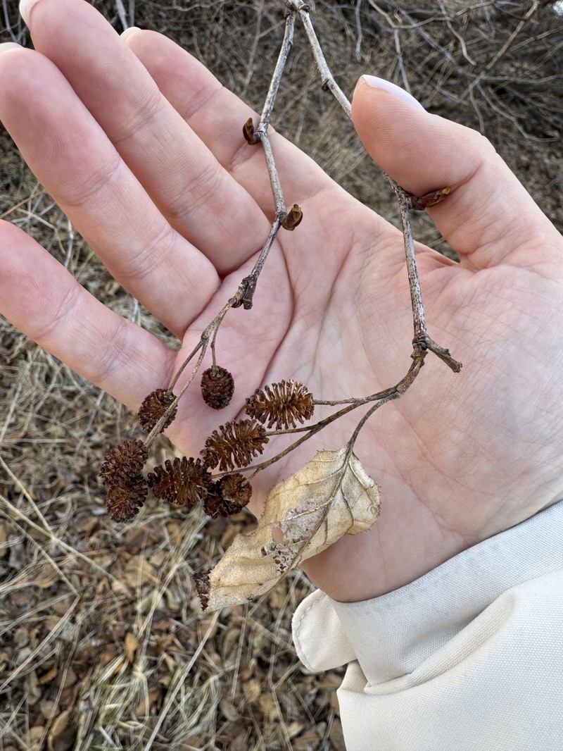 Alnus alnobetula subsp. fruticosa photo 7
