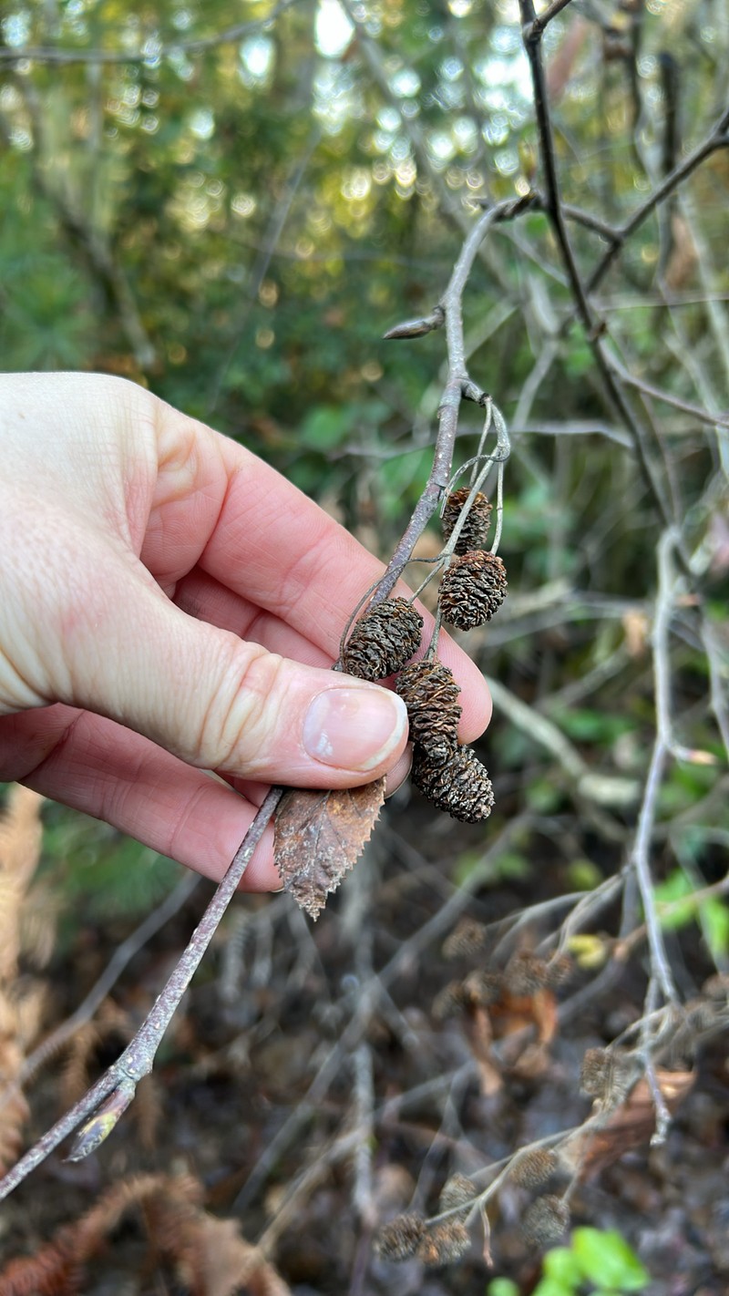 Alnus alnobetula subsp. sinuata