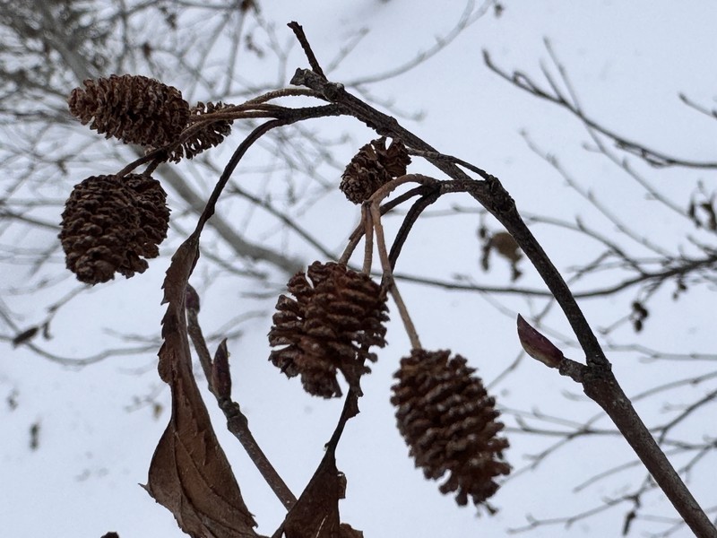 Alnus alnobetula subsp. sinuata photo 2