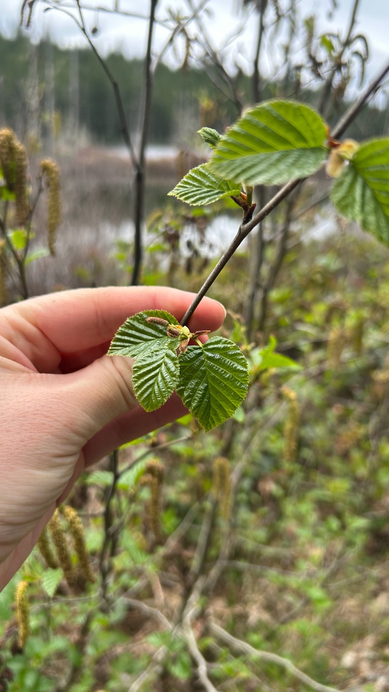 Alnus alnobetula subsp. sinuata photo 3