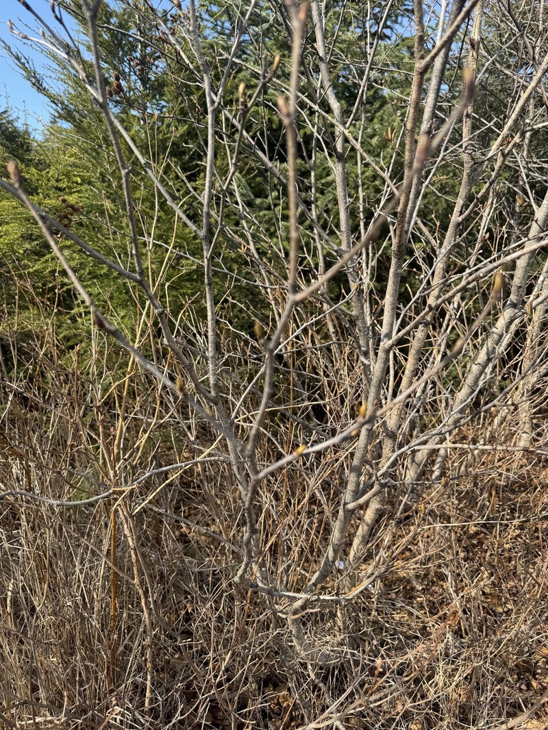 Alnus alnobetula subsp. sinuata photo 4