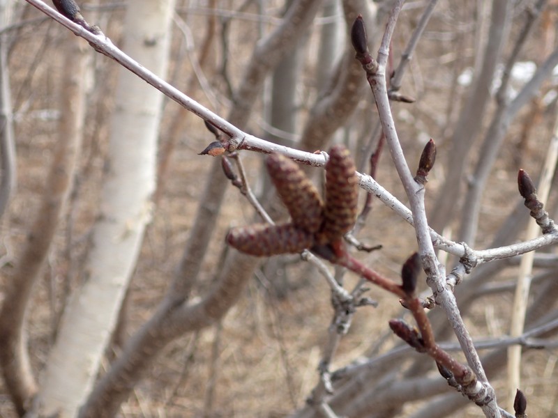 Alnus alnobetula subsp. sinuata photo 5
