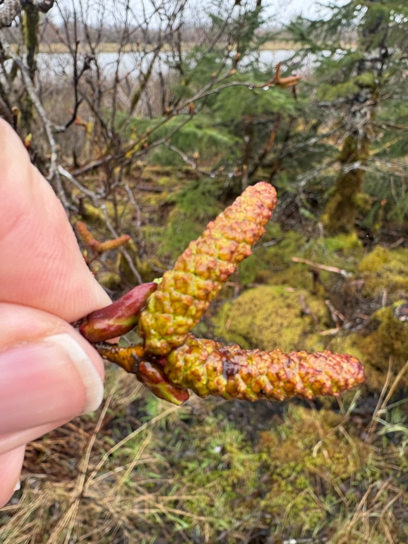 Alnus alnobetula subsp. sinuata photo 6