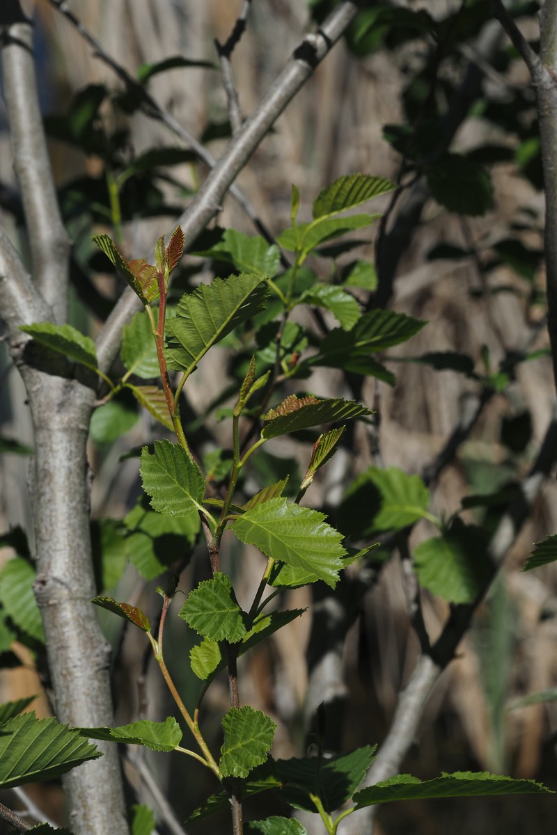 Alnus alnobetula subsp. sinuata photo 7