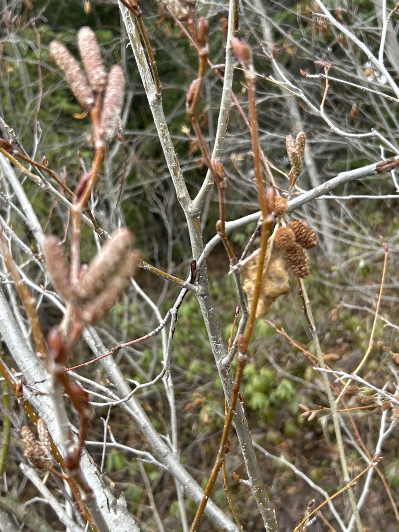 Alnus alnobetula subsp. sinuata photo 8