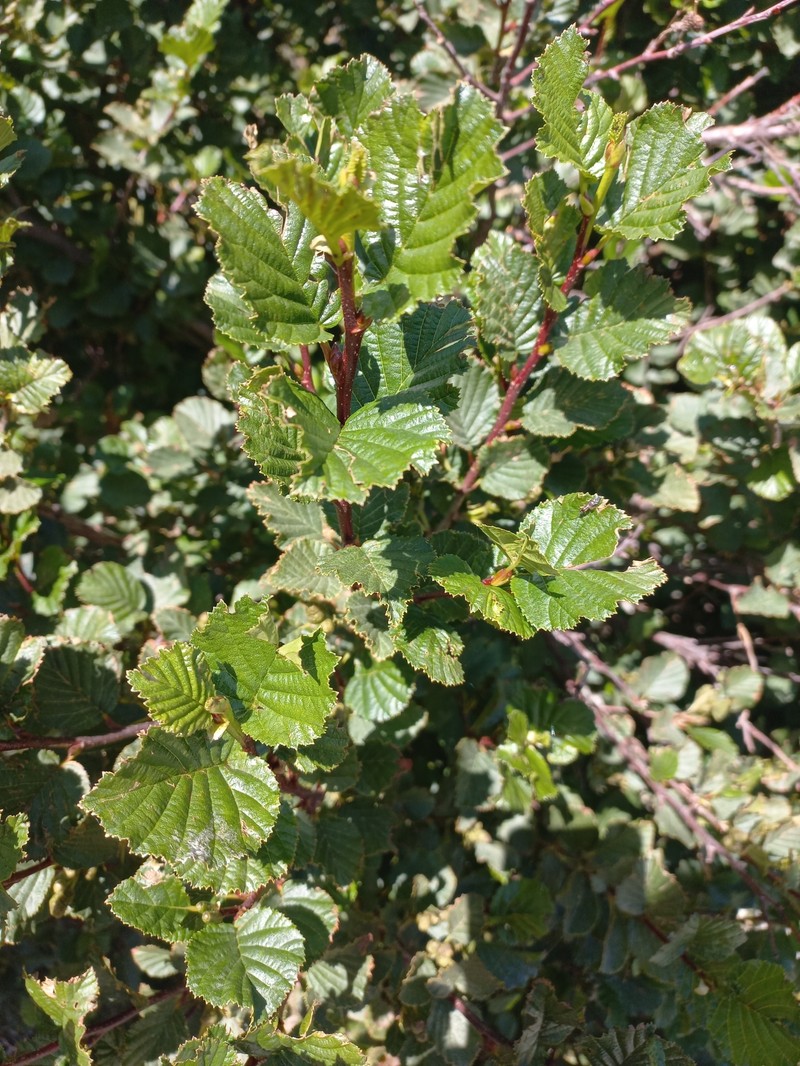 Green Alder