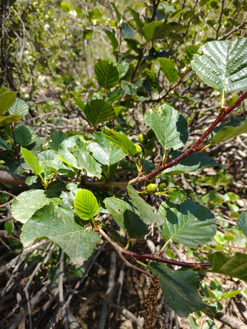 Green Alder photo 2
