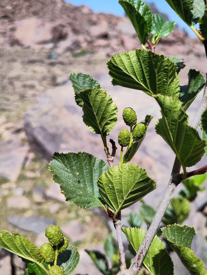 Green Alder photo 3