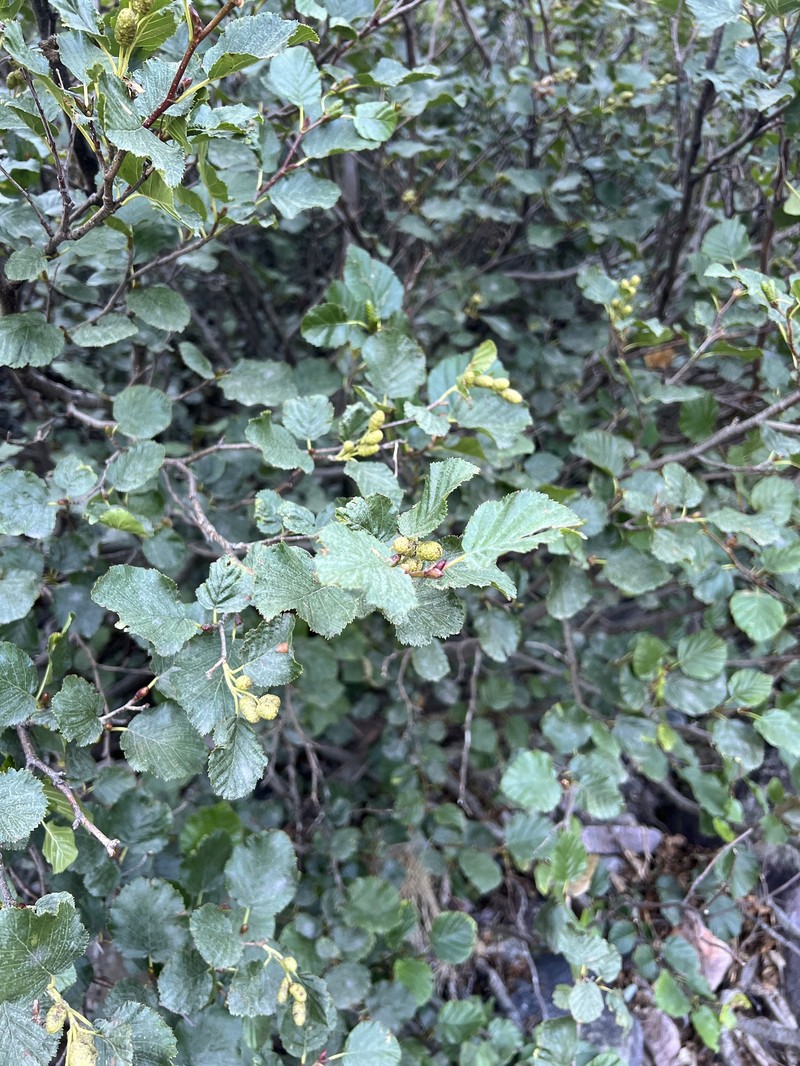 Green Alder photo 4