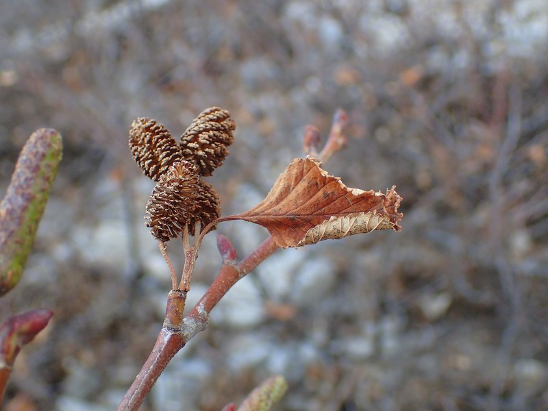 Green Alder photo 5