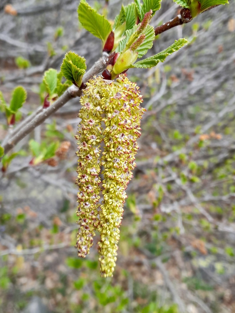 Green Alder photo 6