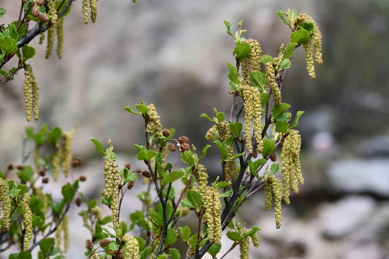 Green Alder photo 7