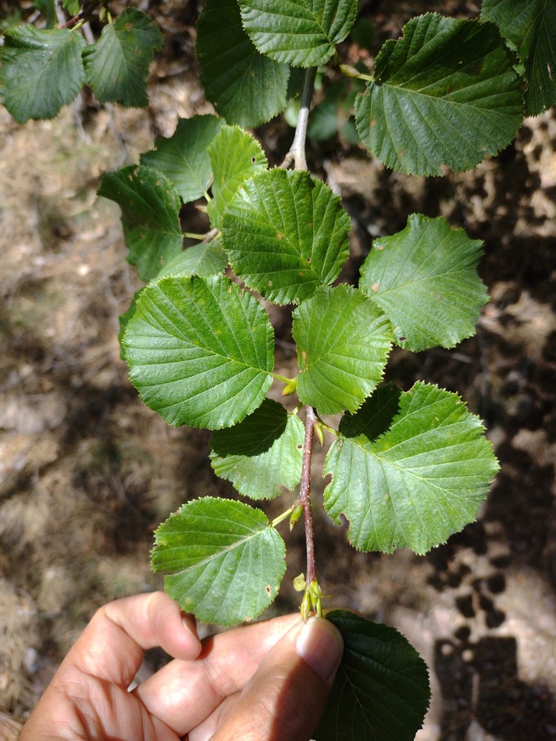 Green Alder photo 8