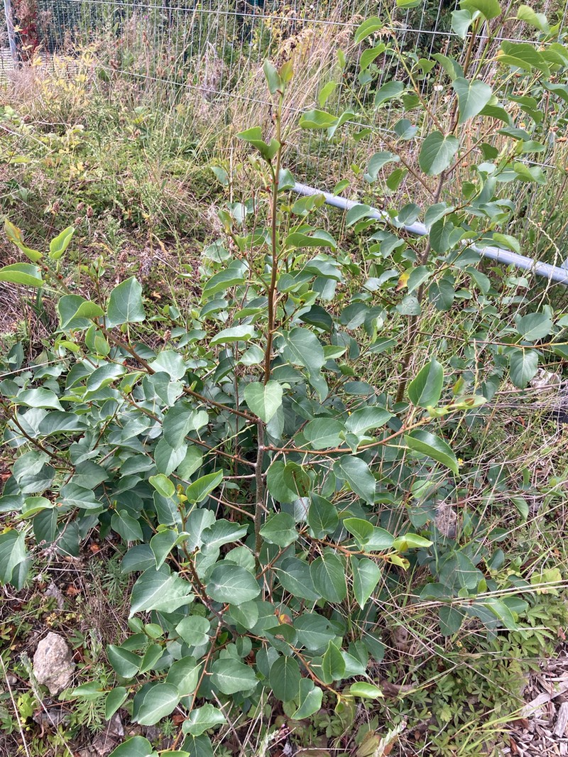 Italian Alder photo 2