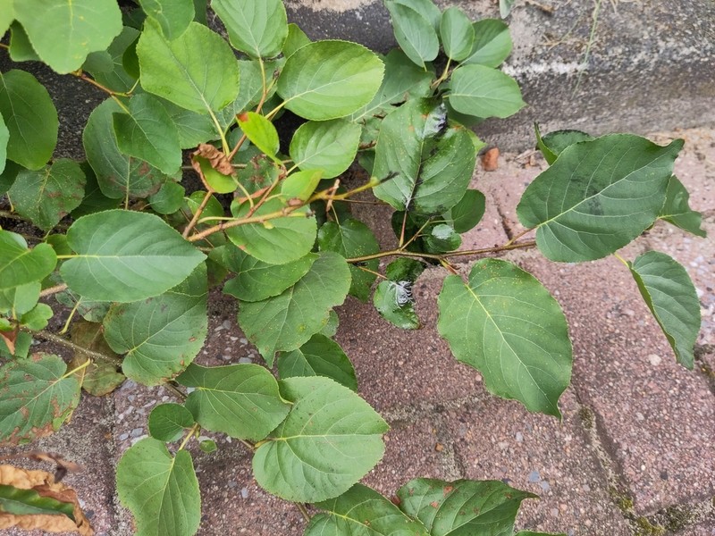 Italian Alder photo 3