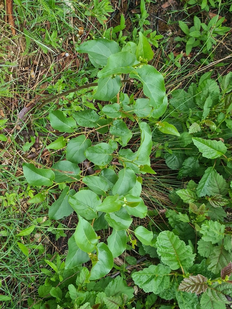Italian Alder photo 4