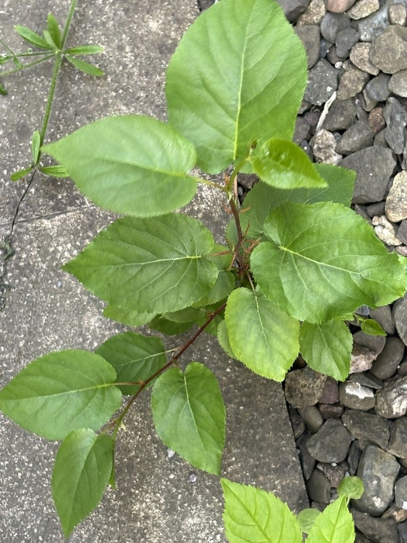 Italian Alder photo 5