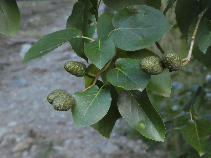Italian Alder photo 6